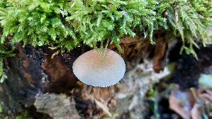 Weisslicher-Dachpilz_Pluteus-plautus_20260901_124357.jpg