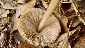 Weisslicher-Dachpilz_Pluteus-plautus_20260903_144018.jpg
