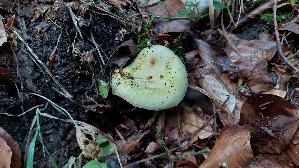 Weissstieliger-Pfirsich---Taeubling_Russula-violeipes-var.-citrina_20260630_070156.jpg