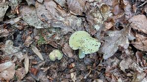 Weissstieliger-Pfirsich---Taeubling_Russula-violeipes-var.-citrina_20260706_134029.jpg