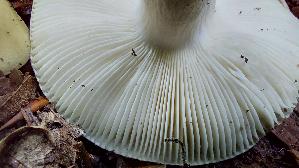 Weissstieliger-Pfirsich---Taeubling_Russula-violeipes-var.-citrina_20260706_134055.jpg