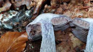 Weissvioletter-Dickfuss_Cortinarius-alboviolaceus_20251008_135217.jpg