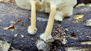 Weitloecheriger-Stielporling_Lentinus-arcularius_20260819_155556.jpg