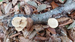 Weitloecheriger-Stielporling_Lentinus-arcularius_20260903_133207.jpg