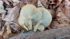 Weitloecheriger-Stielporling_Lentinus-arcularius_20260903_133222.jpg