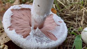 Wiesenchampignon_Agaricus-campestris_20260901_152600.jpg
