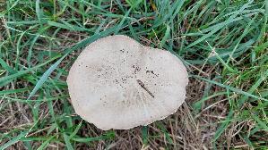 Wiesenchampignon_Agaricus-campestris_20260905_111738.jpg
