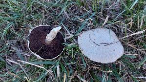 Wiesenchampignon_Agaricus-campestris_20260906_110137.jpg