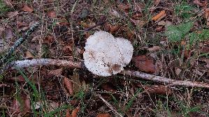 Wiesenchampignon_Agaricus-campestris_20260912_121602.jpg