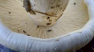 Wiesenchampignon_Agaricus-campestris_20260921_123533.jpg