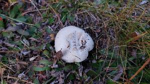 Wiesenchampignon_Agaricus-campestris_20260921_124729.jpg