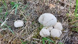 Wiesenstaeubling_Vascellum-pratense_20260905_112731.jpg