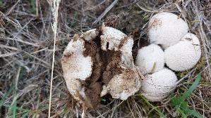 Wiesenstaeubling_Vascellum-pratense_20260905_113102.jpg