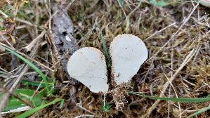 Wiesenstaeubling_Vascellum-pratense_20260905_113315.jpg