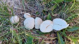 Wiesenstaeubling_Vascellum-pratense_20260915_162900.jpg
