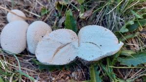 Wiesenstaeubling_Vascellum-pratense_20260915_162909.jpg