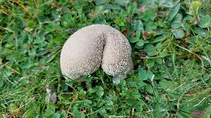 Wiesenstaeubling_Vascellum-pratense_20260919_112449.jpg