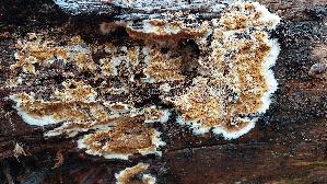 Wilder-Haus--schwamm_Serpula-himantioides_20251116_140507.jpg