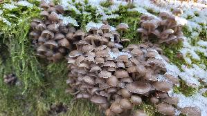 Winter---Helmling_Mycena-tintinnabulum_20251121_135539.jpg