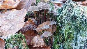Winter---Helmling_Mycena-tintinnabulum_20251122_134746.jpg