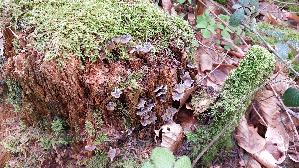 Winter---Helmling_Mycena-tintinnabulum_20260415_120139.jpg