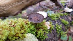 Winter---Stielporling_Lentinus-brumalis_20241211_122802.jpg