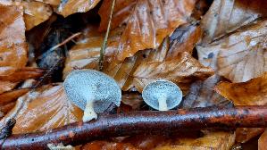 Winter---Stielporling_Lentinus-brumalis_20251109_104133.jpg