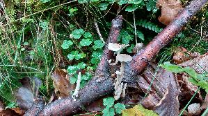 Winter---Stielporling_Lentinus-brumalis_20261018_131458.jpg