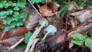 Winter---Stielporling_Lentinus-brumalis_20261018_131523.jpg