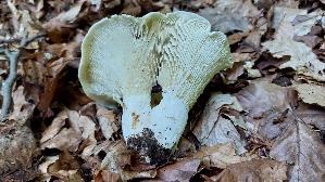 Wolliger-Milchling_Lactarius-vellereus_20250725_134747.jpg