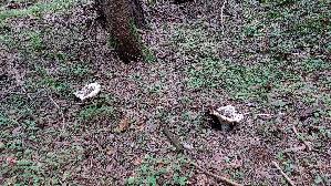 Wolliger-Milchling_Lactarius-vellereus_20250905_143304.jpg