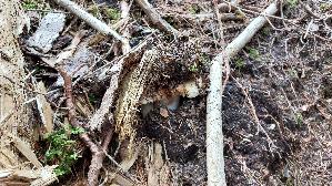Wolliger-Milchling_Lactarius-vellereus_20250907_121634.jpg