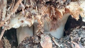 Wolliger-Milchling_Lactarius-vellereus_20250907_121706.jpg
