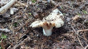 Wolliger-Milchling_Lactarius-vellereus_20250907_121829.jpg