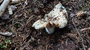Wolliger-Milchling_Lactarius-vellereus_20250907_121841.jpg