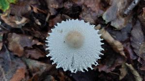 Wolliggestiefelter-Schirmling_Lepiota-clypeolaria_20250928_180416.jpg