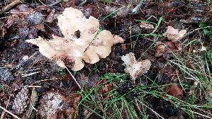 Wuerziger-Tellerling_Clitopilus-geminus_20230831_111425.jpg