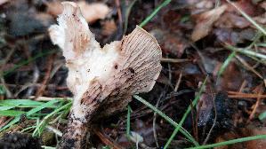 Wuerziger-Tellerling_Clitopilus-geminus_20230831_111434.jpg