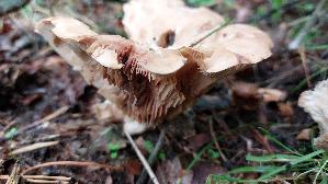 Wuerziger-Tellerling_Clitopilus-geminus_20230831_111442.jpg