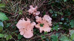 Wuerziger-Tellerling_Clitopilus-geminus_20230831_112001.jpg
