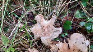Wuerziger-Tellerling_Clitopilus-geminus_20230831_112010.jpg
