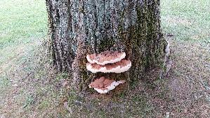 Wulstiger-Lackporling_Ganoderma-adspersum_20250731_115458.jpg