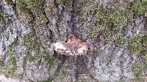 Wulstiger-Lackporling_Ganoderma-adspersum_20260723_120348.jpg