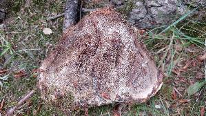 Wulstiger-Lackporling_Ganoderma-adspersum_20260723_120456.jpg