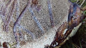 Wulstiger-Lackporling_Ganoderma-adspersum_20260723_120516.jpg