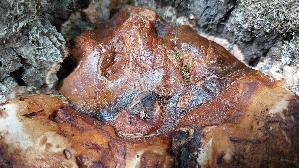 Wulstiger-Lackporling_Ganoderma-adspersum_20260723_120734.jpg