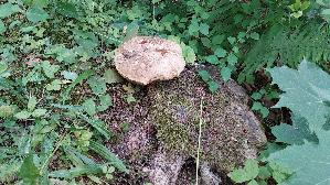 Wurzelnder-Bitterroehrling_Caloboletus-radicans_20260723_123750.jpg