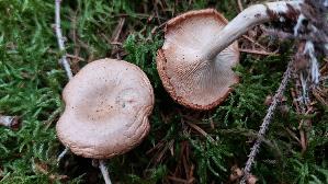 Wurzeltrichterling_Rhizocybe-pruinosa_20260324_173014.jpg