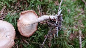 Wurzeltrichterling_Rhizocybe-pruinosa_20260324_173027.jpg