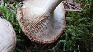 Wurzeltrichterling_Rhizocybe-pruinosa_20260324_173041.jpg